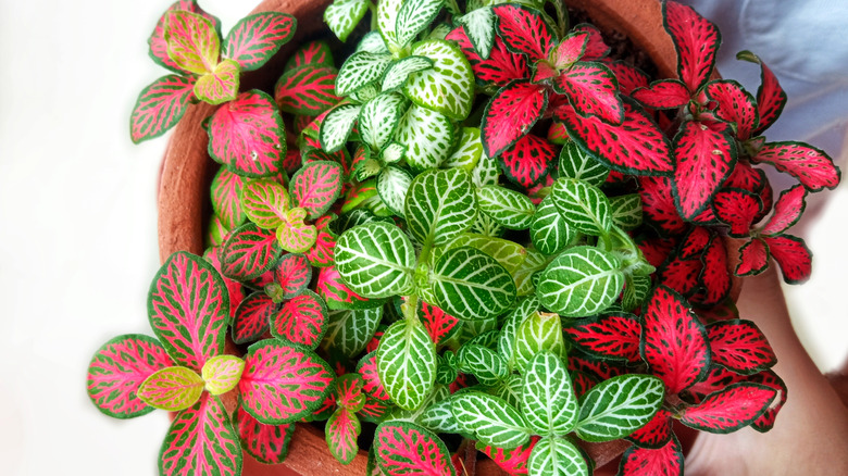 Potted mix of fittonia