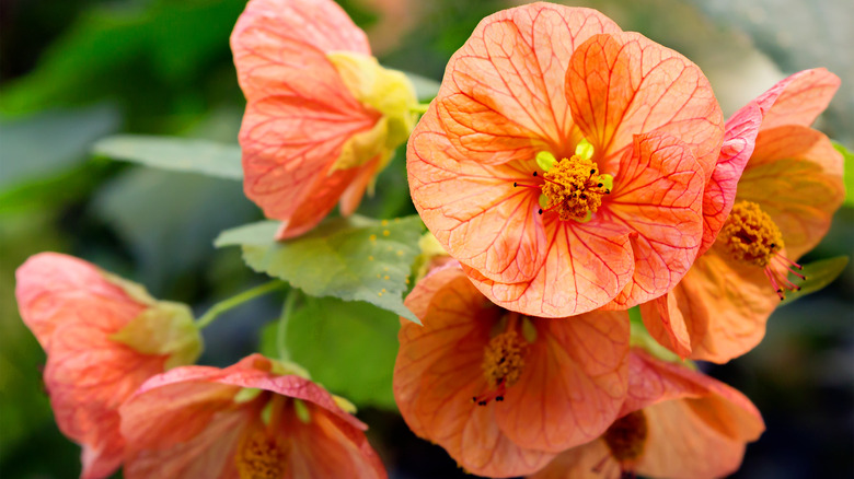 Close up flowering maple