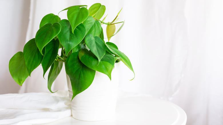 Potted heartleaf philodendron