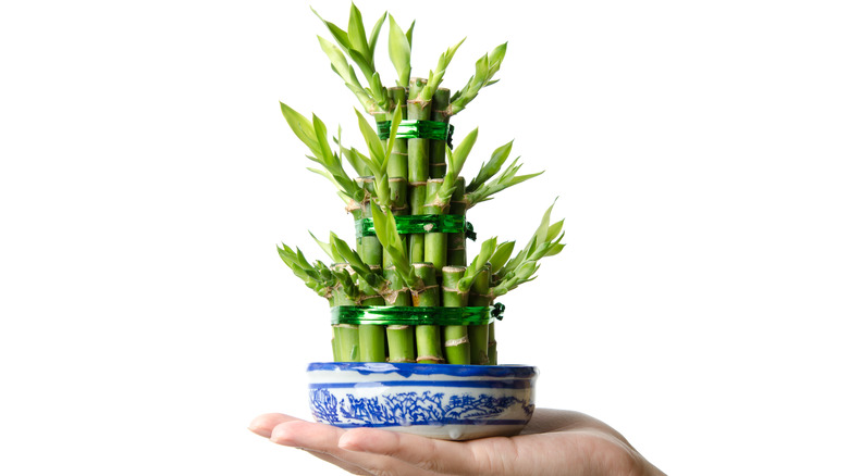 Potted lucky bamboo in hand