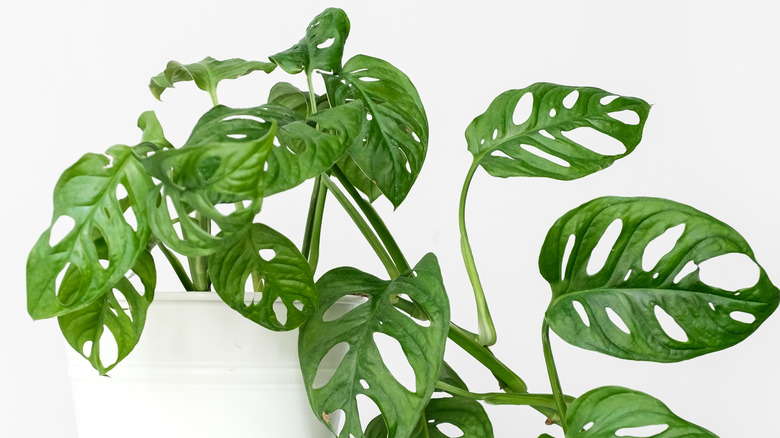 40 Of The Best Low Light Plants To Grow Indoors