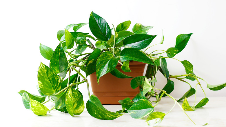 Potted pothos with white background