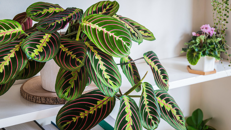 Potted prayer plant