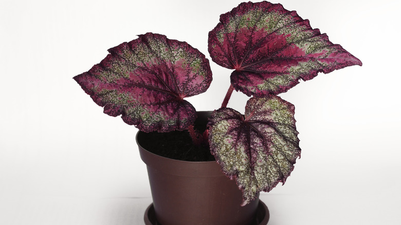 A potted rex begonia