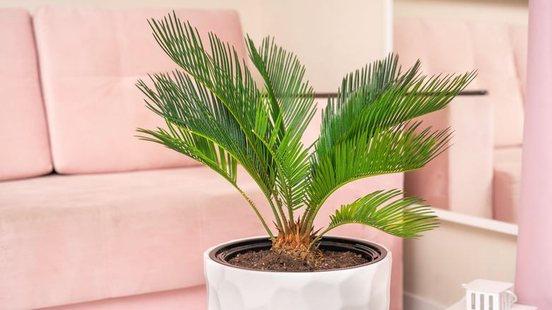 Potted sago palm indoors