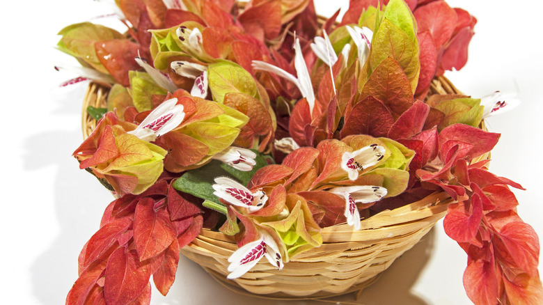 Basket of shrimp plant