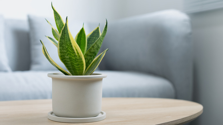 Potted indoor snake plant