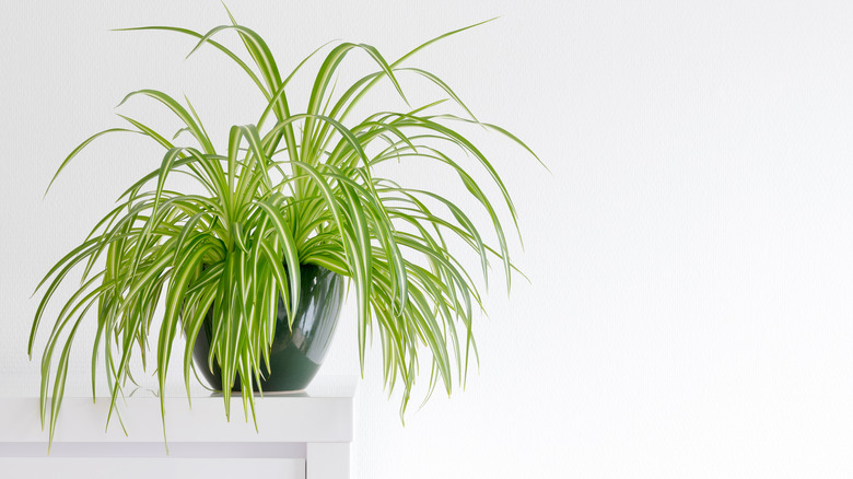 Potted spider plant