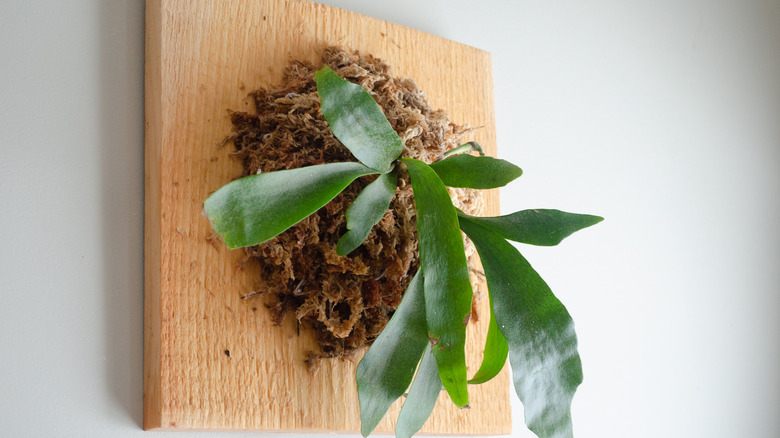 Wall-mounted staghorn fern