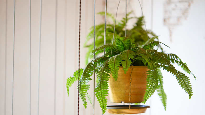 Hanging potted sword fern