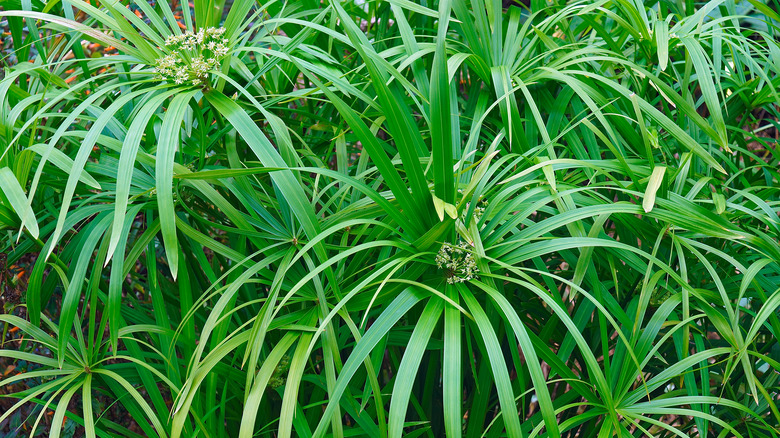 Close up umbrella palm