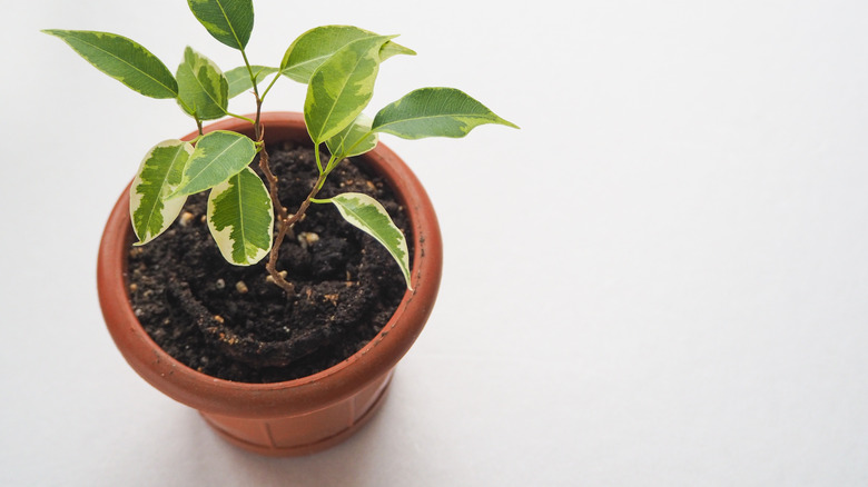 Potted young weeping fig