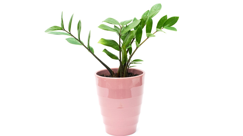 Isolated potted zamioculas zamifolia