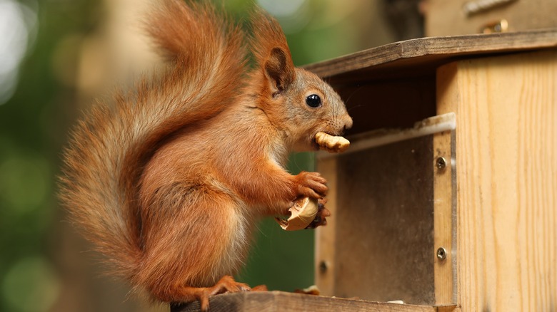 squirrel eating bird seed at feeder