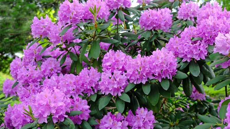 Rhododendron bush with purple blooms