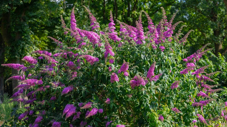 Butterfly bush in full bloom