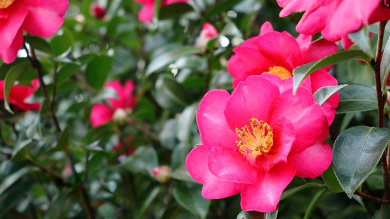 Pink camellia sasanqua