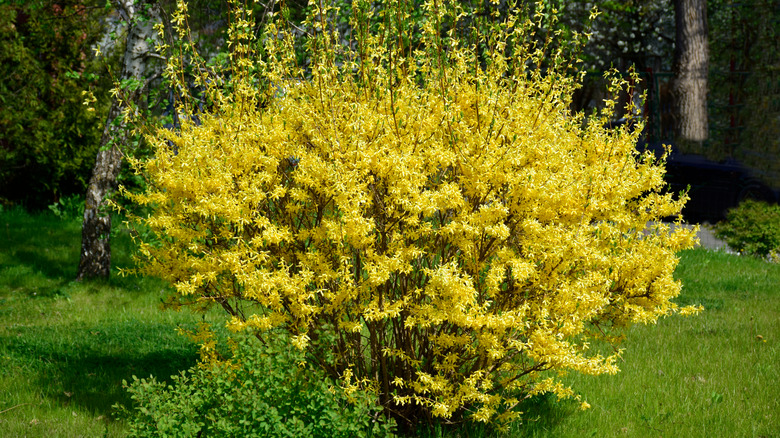 Bright yellow forsythia bush