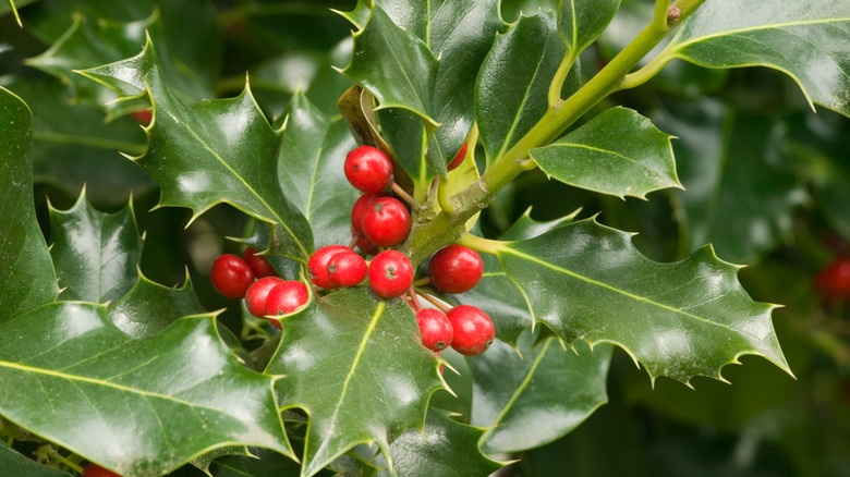 Holly leaves and berries