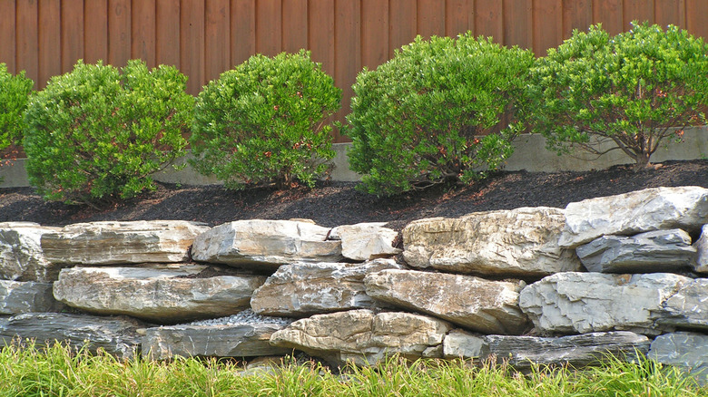 Inkberry bushes along a wall