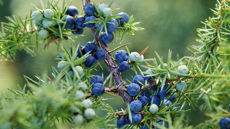 Blue juniper berries on branch