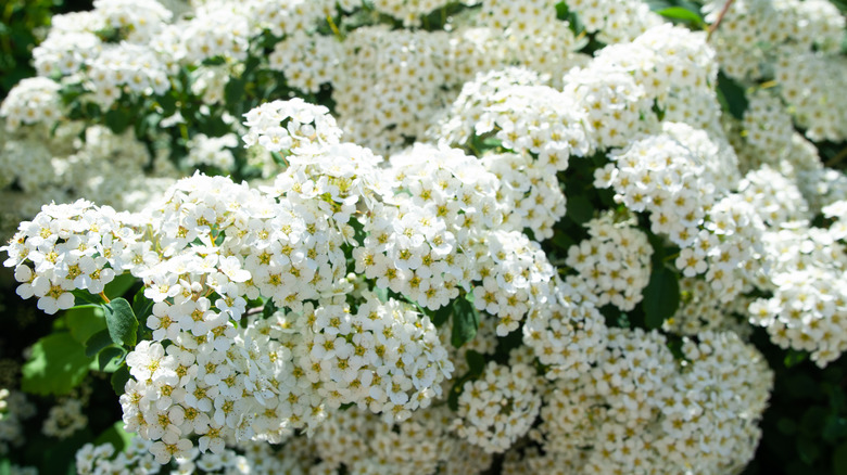 Blossoming spirea meadowsweet bush