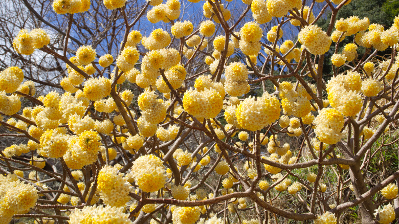 Blooming paperbush