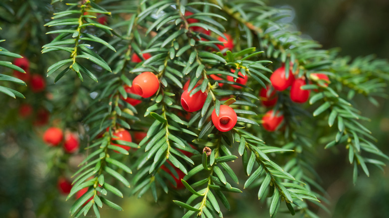 Red berries on yew bush