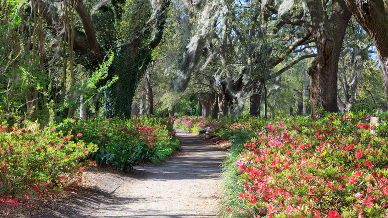 tree lined pathway hampton park