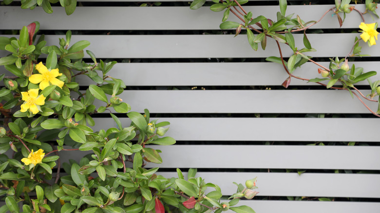 Flowers on horizontal slat fence