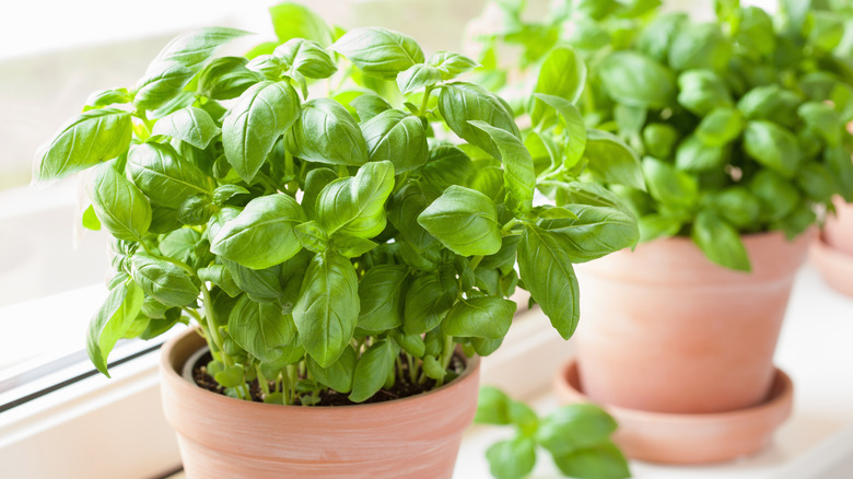 fresh basil growing in pots