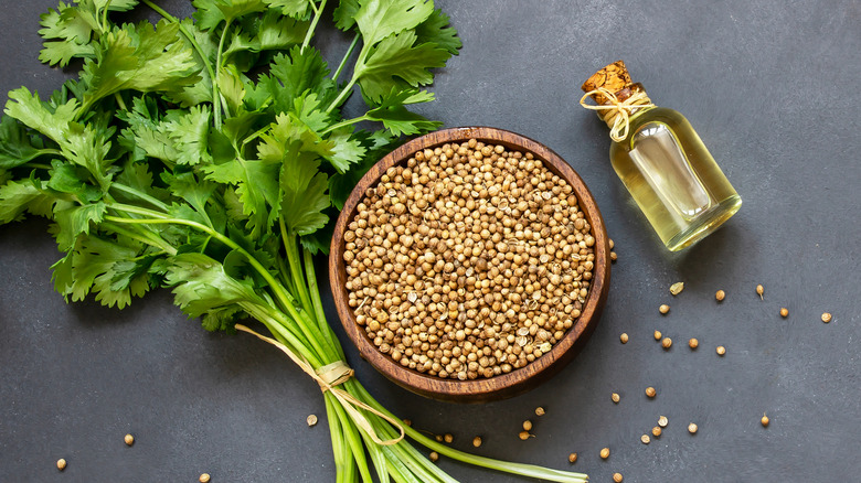 Coriander seeds and fresh cilantro