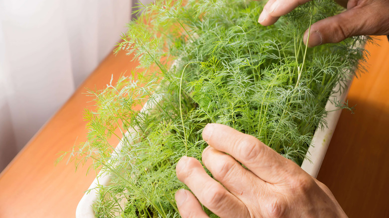 Dill growing on counter