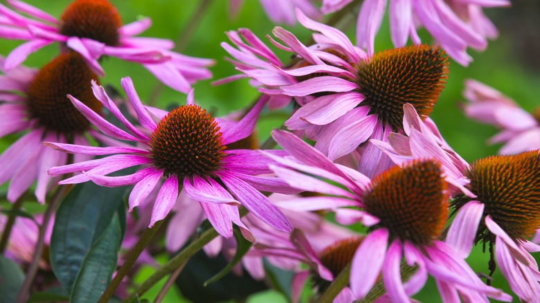 Purple coneflower