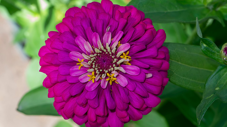 Closeup purple Zinnias flower