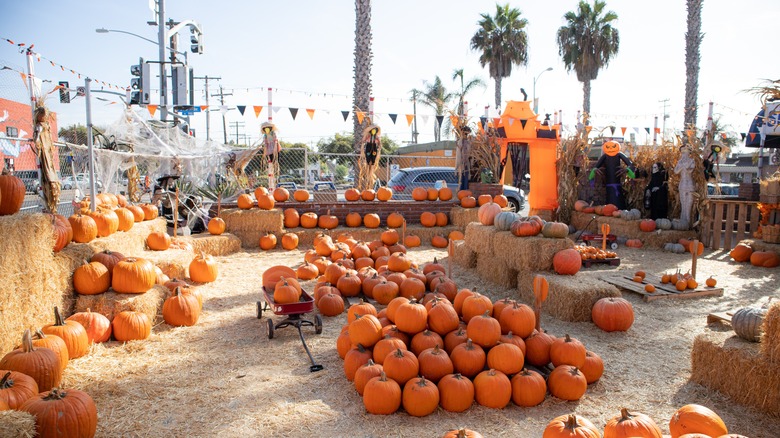 pumpkin patch