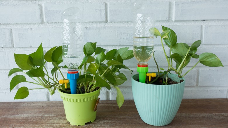 plants with watering devices