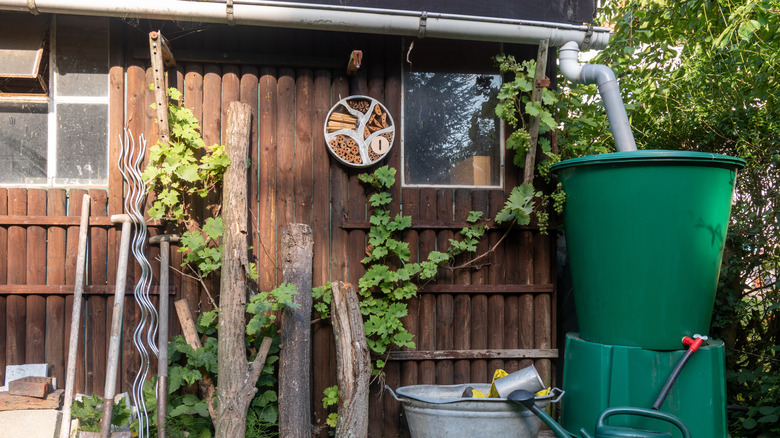 rain barrel in backyard