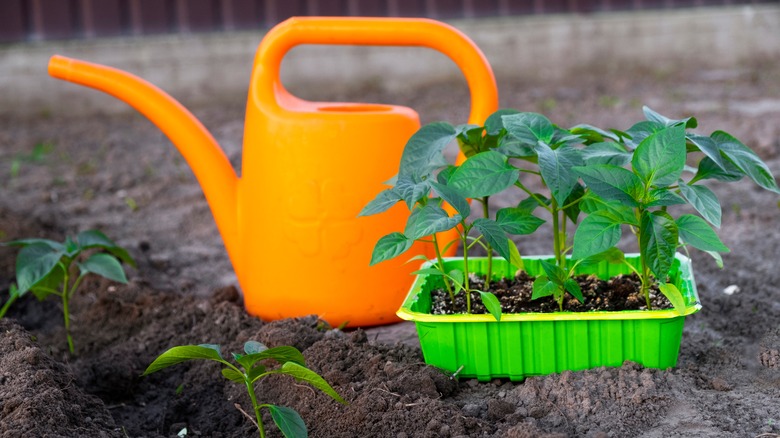 plant watering can