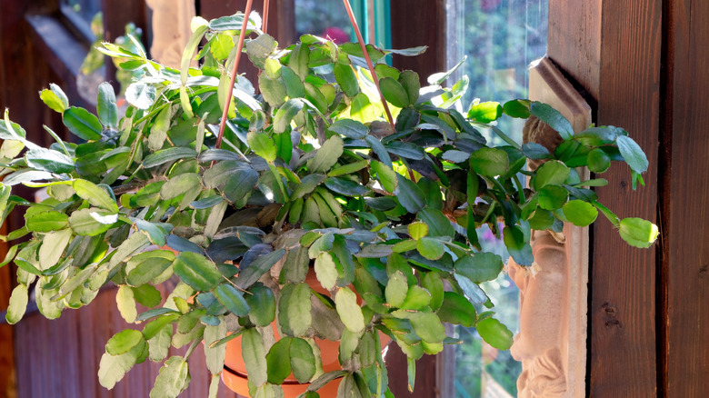 christmas cactus