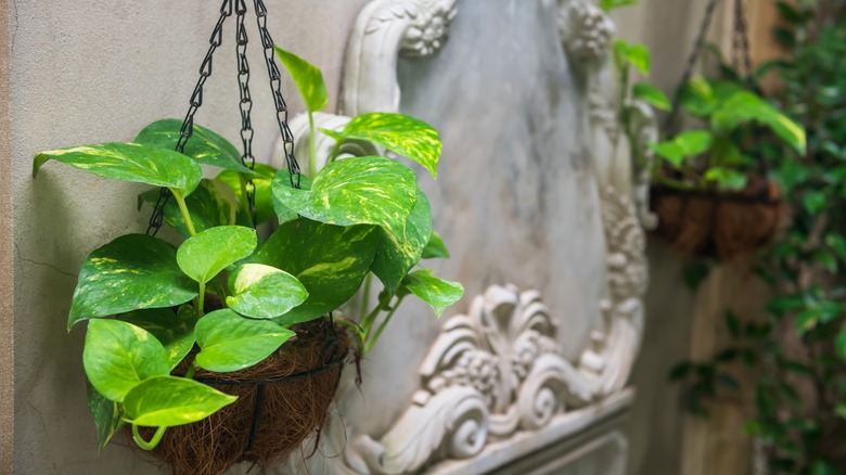 golden pothos