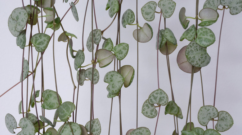 string of hearts plant