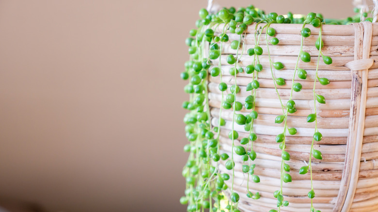 string of pearls plant