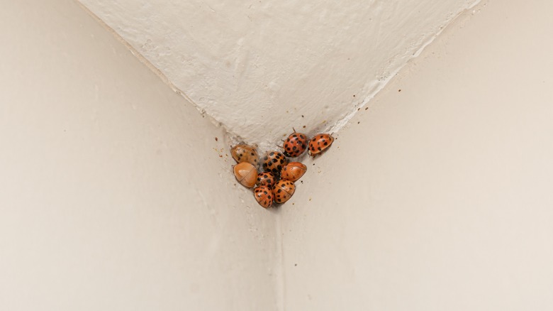 A group of Asian lady beetles huddled in a corner near the ceiling