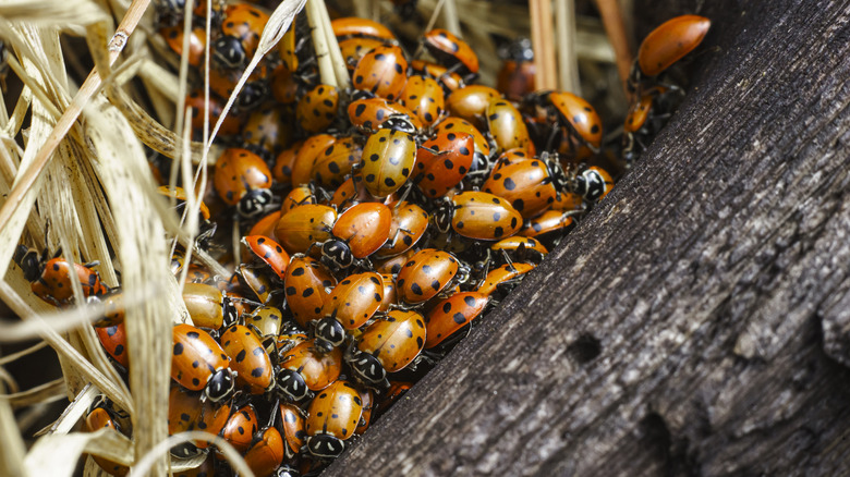 A group of Asian lady beetles nestled between straw and wood