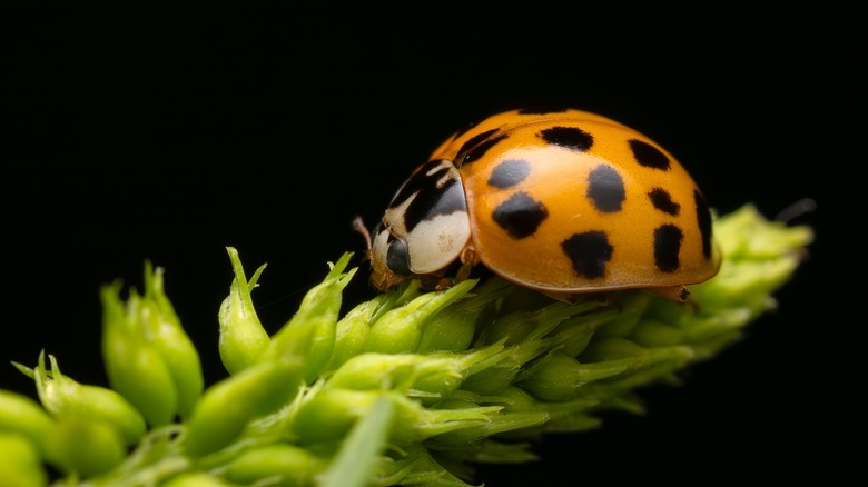 A close up view of an Asian lady beetle on green foliage