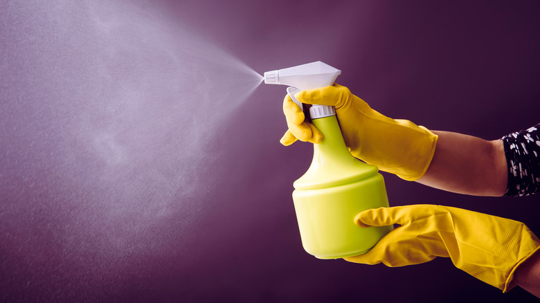 A person with gloved hands spraying liquid on a purple surface