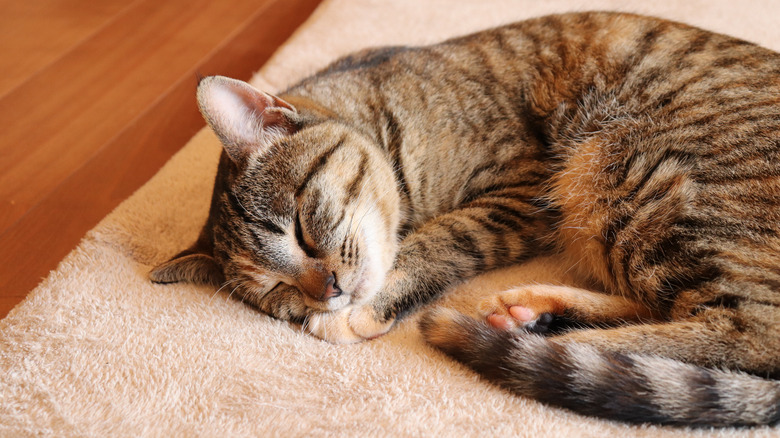 cat on a rug