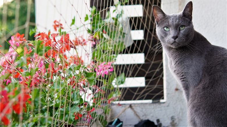 cat behind netting