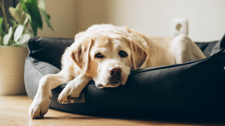 dog in a bed